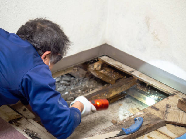 Best Black Mold Removal  in Anson, TX
