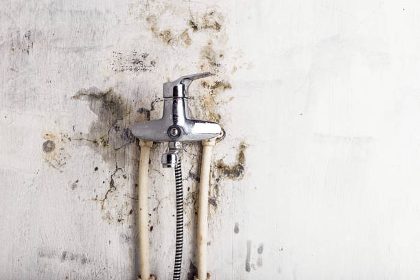Best Commercial Mold Removal  in Anson, TX