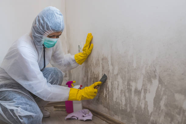 Best Toxic Mold Removal  in Anson, TX