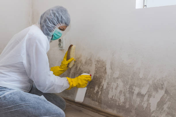 Best Professional Mold Removal  in Anson, TX