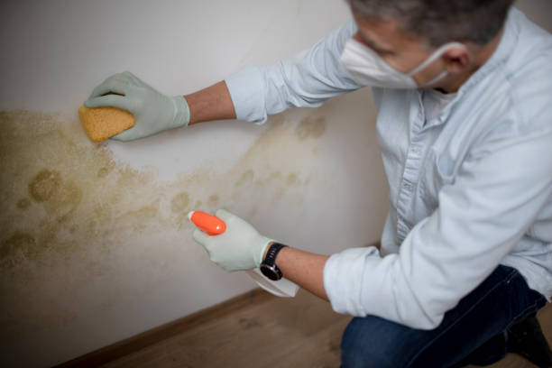 Best Mold Inspection  in Anson, TX