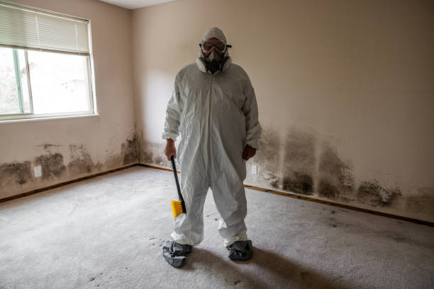 Best Black Mold Removal  in Anson, TX