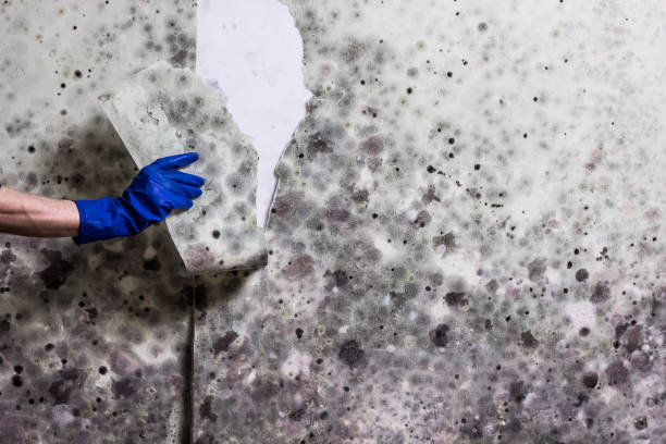 Best Mold Removal Near Me  in Anson, TX