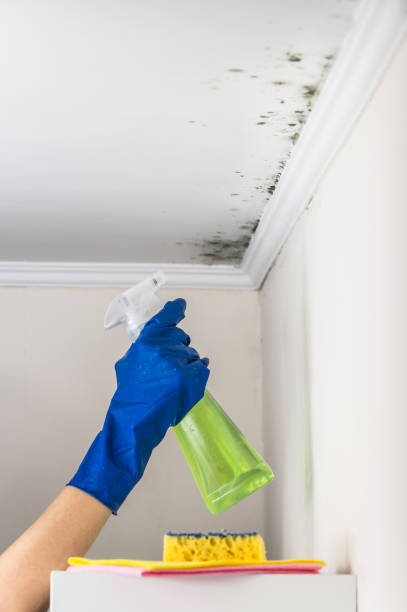 Best Mold Testing and Removal  in Anson, TX